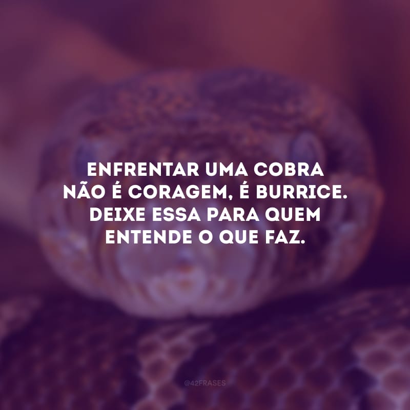 Enfrentar uma cobra não é coragem, é burrice. Deixe essa para quem entende o que faz.