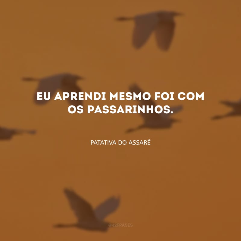 Eu aprendi mesmo foi com os passarinhos.