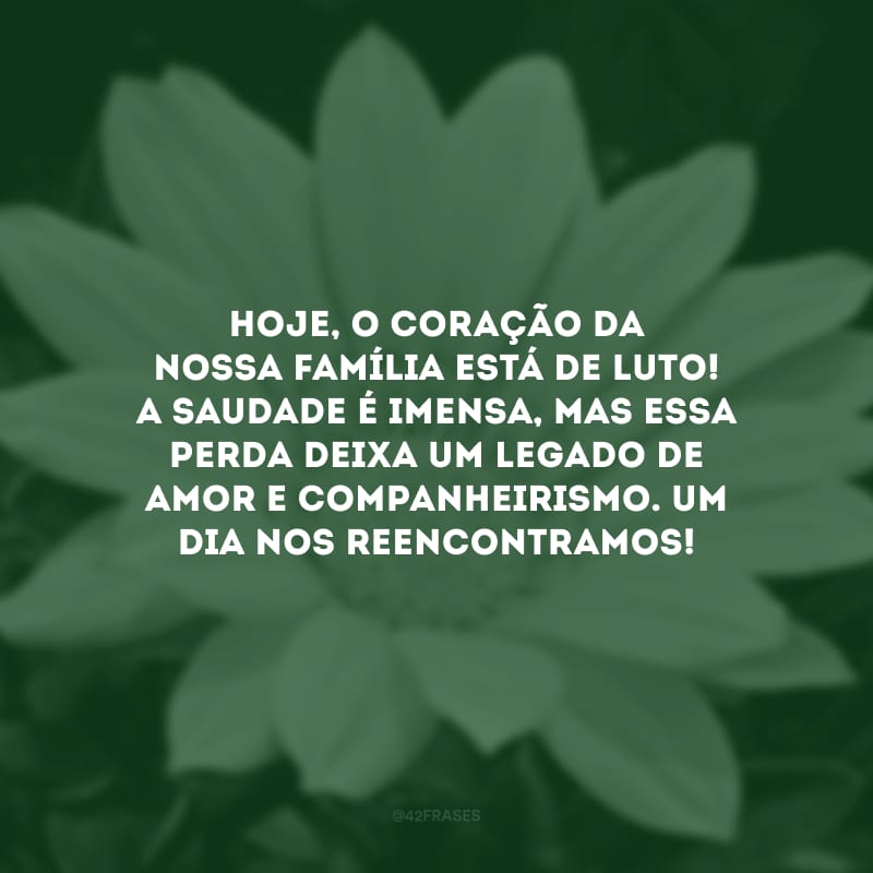 Hoje, o coração da nossa família está de luto! A saudade é imensa, mas essa perda deixa um legado de amor e companheirismo. Um dia nos reencontramos!