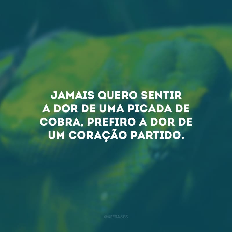 Jamais quero sentir a dor de uma picada de cobra, prefiro a dor de um coração partido.