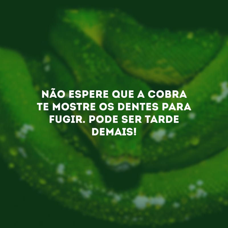 Não espere que a cobra te mostre os dentes para fugir. Pode ser tarde demais!