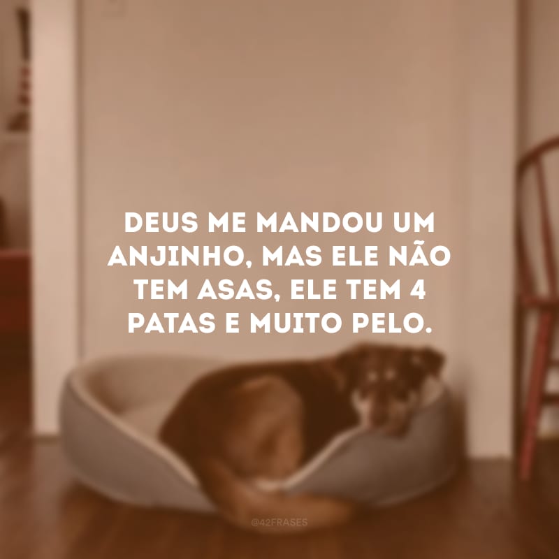 Deus me mandou um anjinho, mas ele não tem asas, ele tem 4 patas e muito pelo.