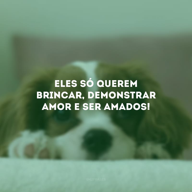 Eles só querem brincar, demonstrar amor e ser amados!