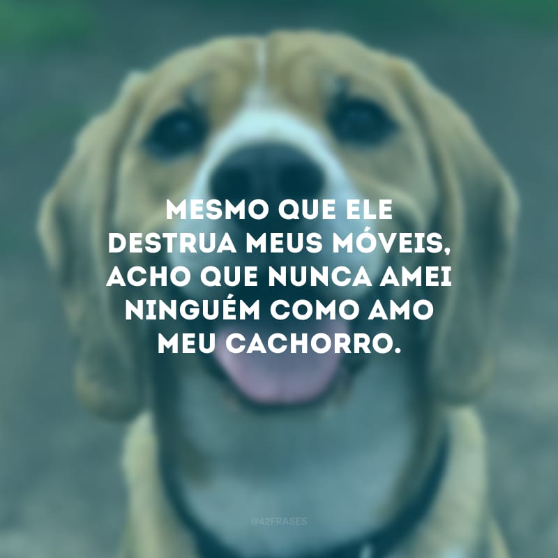 Mesmo que ele destrua meus móveis, acho que nunca amei ninguém como amo meu cachorro.