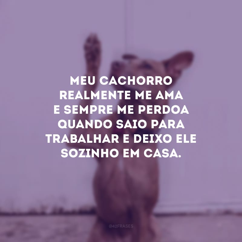 Meu cachorro realmente me ama e sempre me perdoa quando saio para trabalhar e deixo ele sozinho em casa.