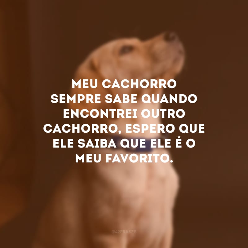 Meu cachorro sempre sabe quando encontrei outro cachorro, espero que ele saiba que ele é o meu favorito.