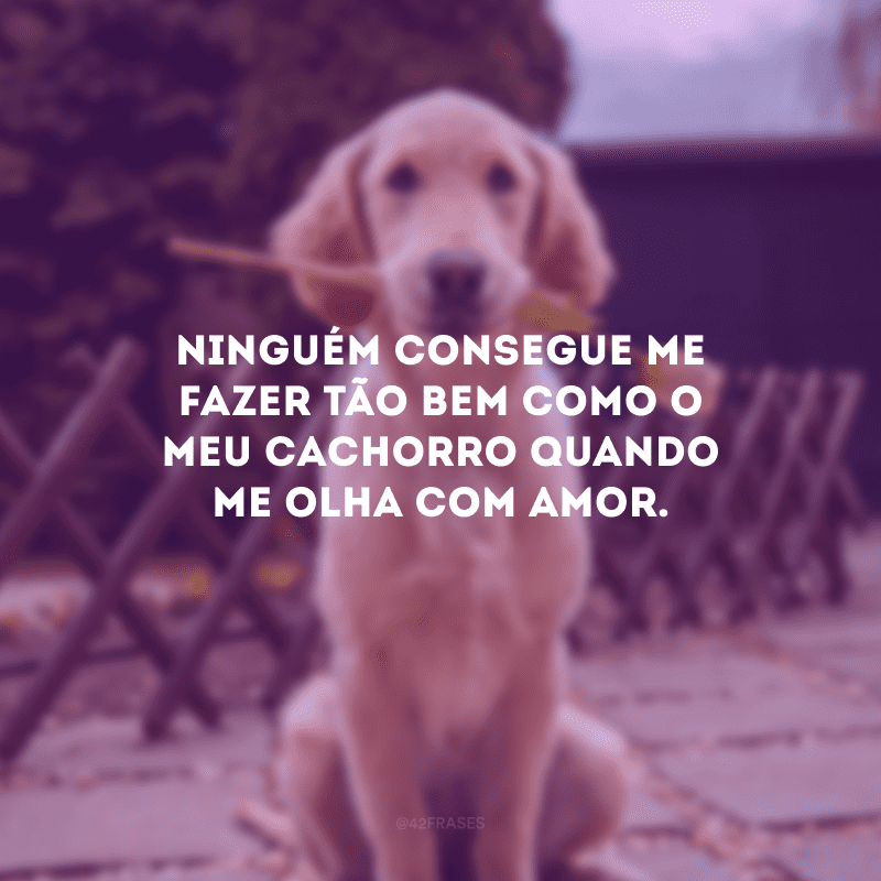 Ninguém consegue me fazer tão bem como o meu cachorro quando me olha com amor.