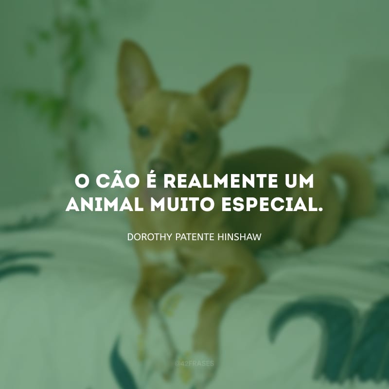 O cão é realmente um animal muito especial.