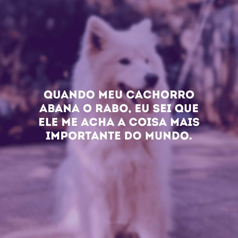 Quando meu cachorro abana o rabo, eu sei que ele me acha a coisa mais importante do mundo.