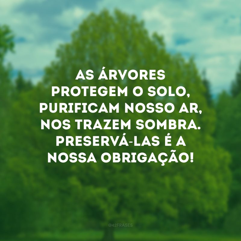 As árvores protegem o solo, purificam nosso ar, nos trazem sombra. Preservá-las é a nossa obrigação!