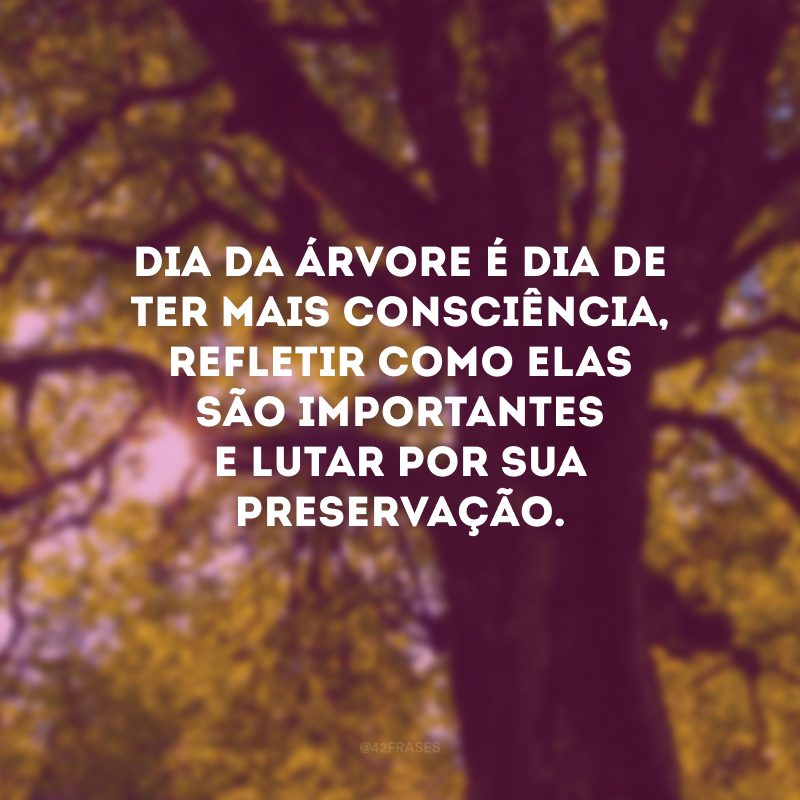 Dia da Árvore é dia de ter mais consciência, refletir como elas são importantes e lutar por sua preservação.