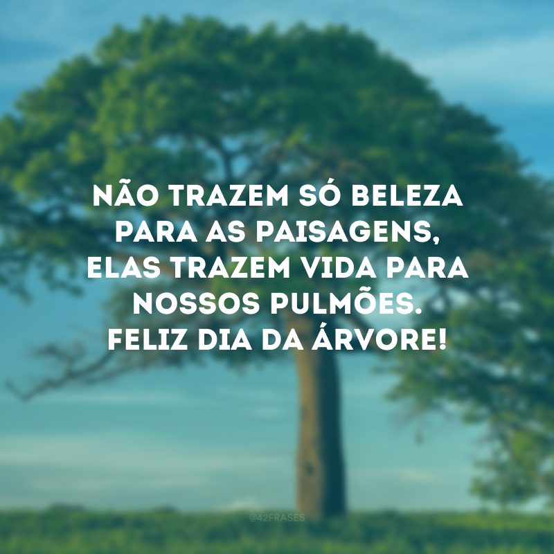 Não trazem só beleza para as paisagens, elas trazem vida para nossos pulmões. Feliz Dia da Árvore!