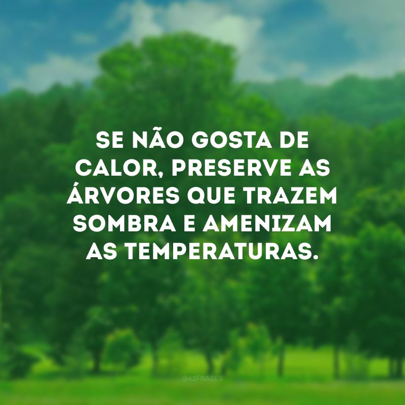 Se não gosta de calor, preserve as árvores que trazem sombra e amenizam as temperaturas.