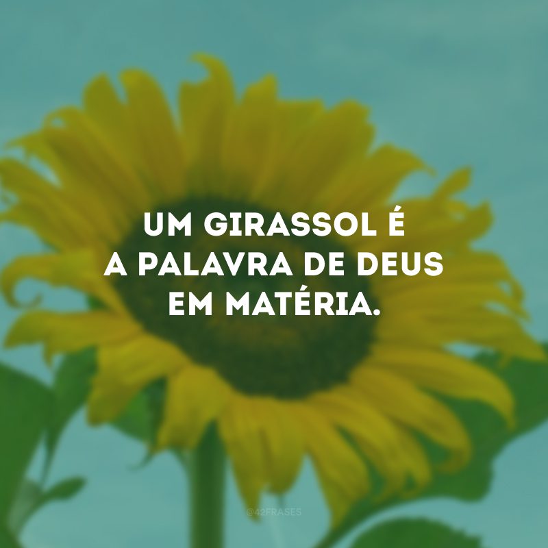 Um girassol é a palavra de Deus em matéria. 