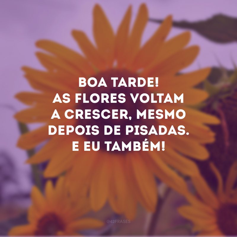 Boa tarde! As flores voltam a crescer, mesmo depois de pisadas. E eu também!