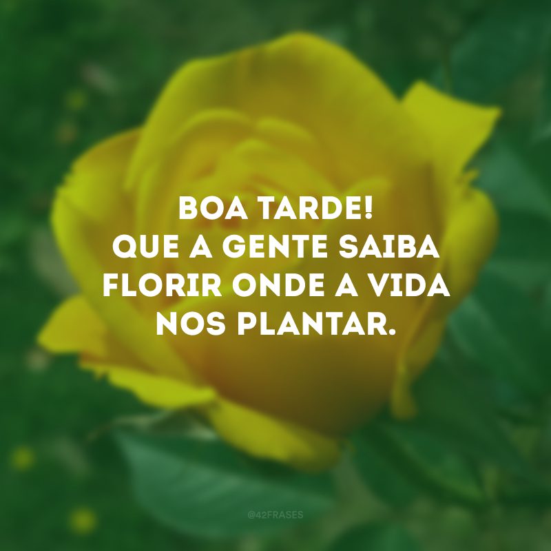 Boa tarde! Que a gente saiba florir onde a vida nos plantar. 