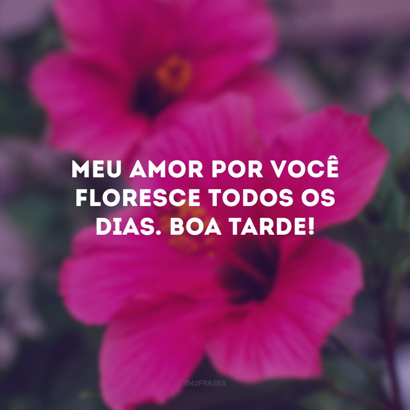 Meu amor por você floresce todos os dias. Boa tarde!