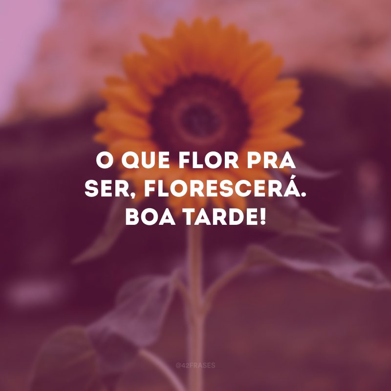 O que flor pra ser, florescerá. Boa tarde!