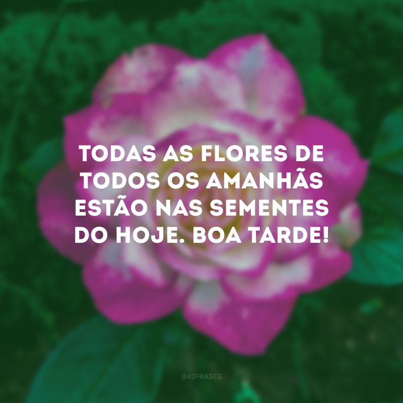 Todas as flores de todos os amanhãs estão nas sementes do hoje. Boa tarde!