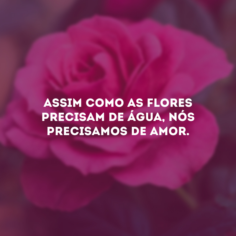 Assim como as flores precisam de água, nós precisamos de amor.