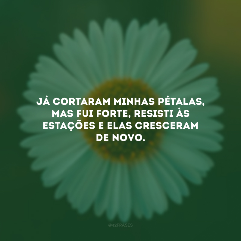 Já cortaram minhas pétalas, mas fui forte, resisti às estações e elas cresceram de novo.