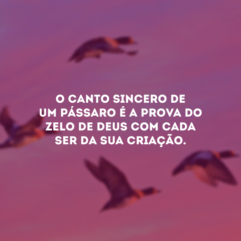 O canto sincero de um pássaro é a prova do zelo de Deus com cada ser da Sua criação. 