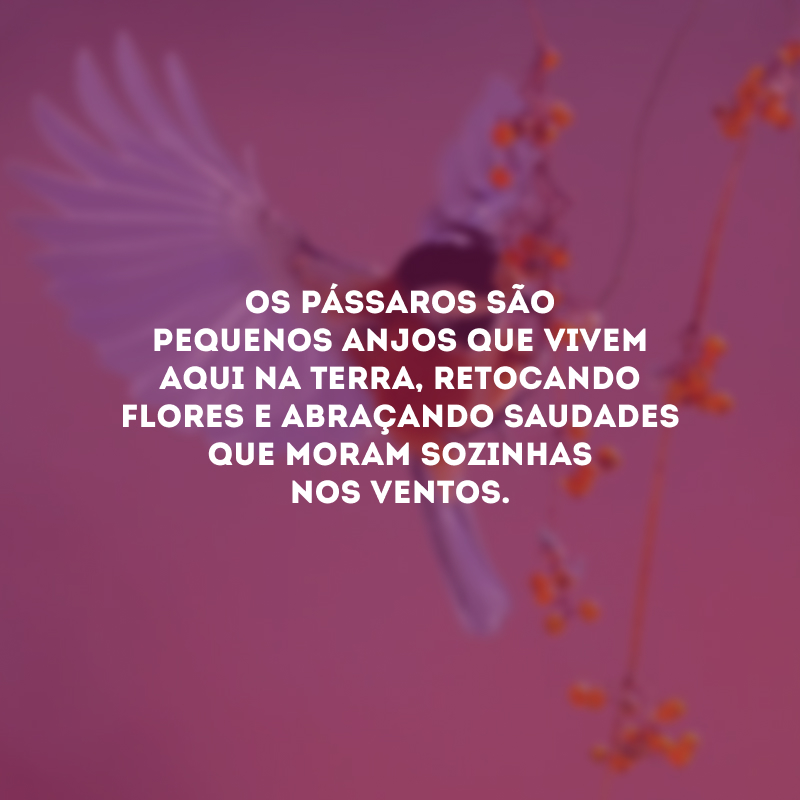 Os pássaros são pequenos anjos que vivem aqui na Terra, retocando flores e abraçando saudades que moram sozinhas nos ventos. 