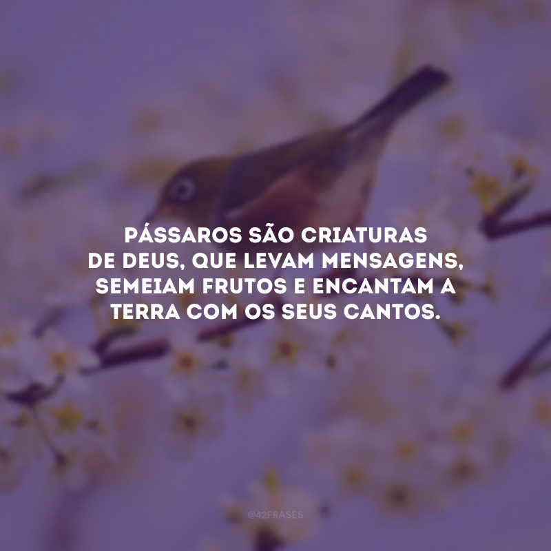 Pássaros são criaturas de Deus, que levam mensagens, semeiam frutos e encantam a Terra com os seus cantos. 