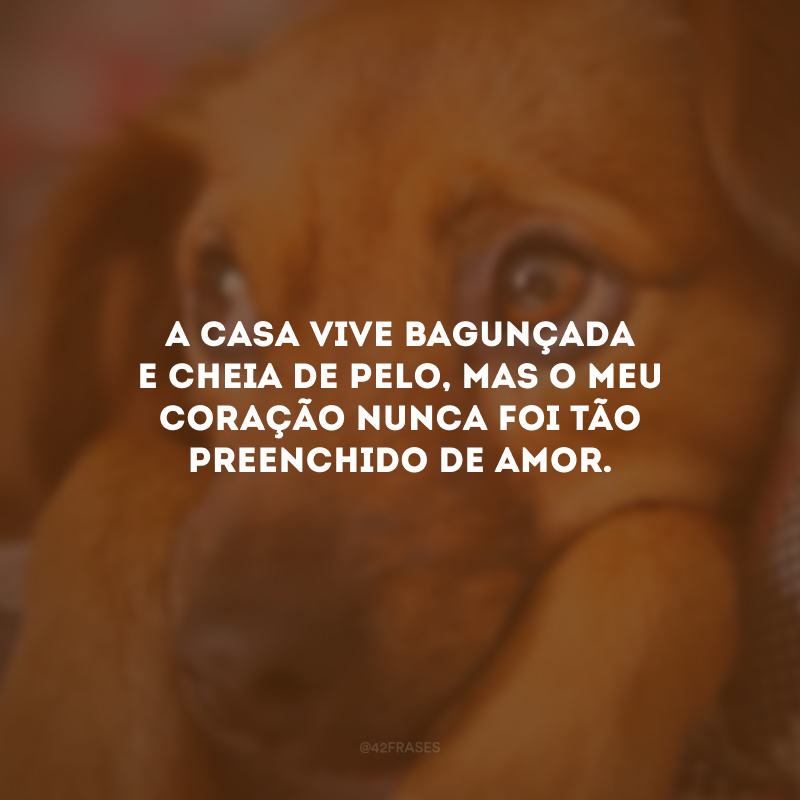 A casa vive bagunçada e cheia de pelo, mas o meu coração nunca foi tão preenchido de amor.