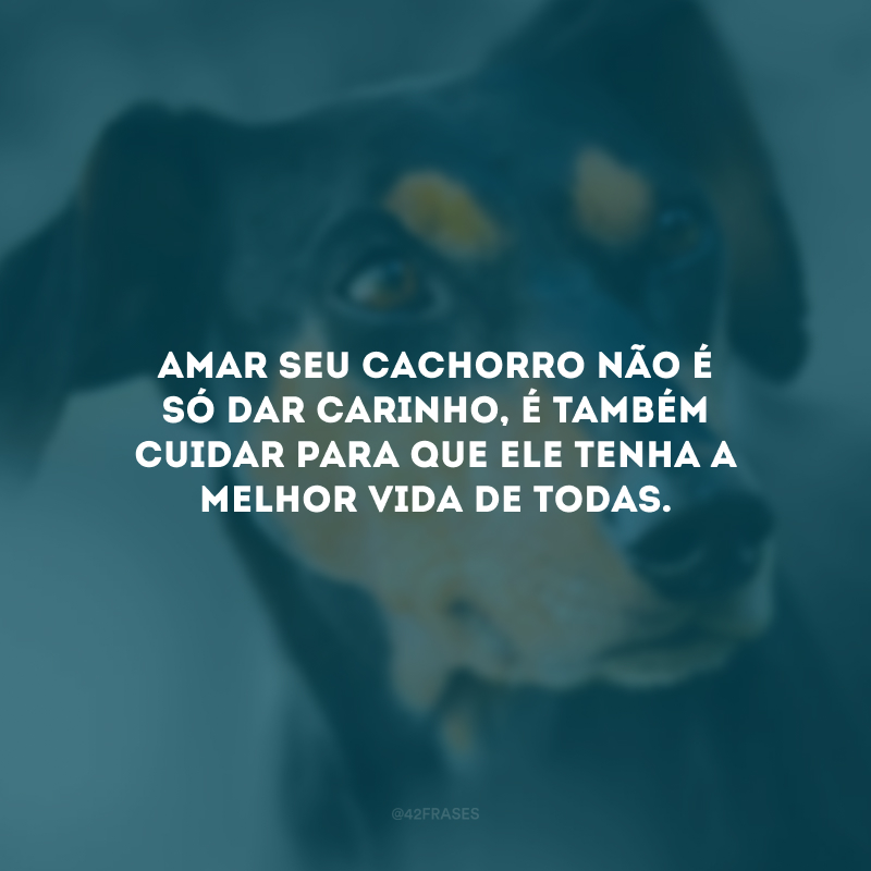 Amar seu cachorro não é só dar carinho, é também cuidar para que ele tenha a melhor vida de todas.