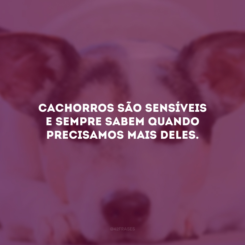 Cachorros são sensíveis e sempre sabem quando precisamos mais deles.