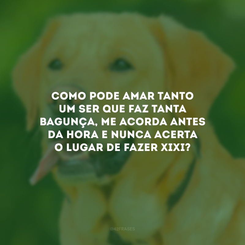 Como pode amar tanto um ser que faz tanta bagunça, me acorda antes da hora e nunca acerta o lugar de fazer xixi?