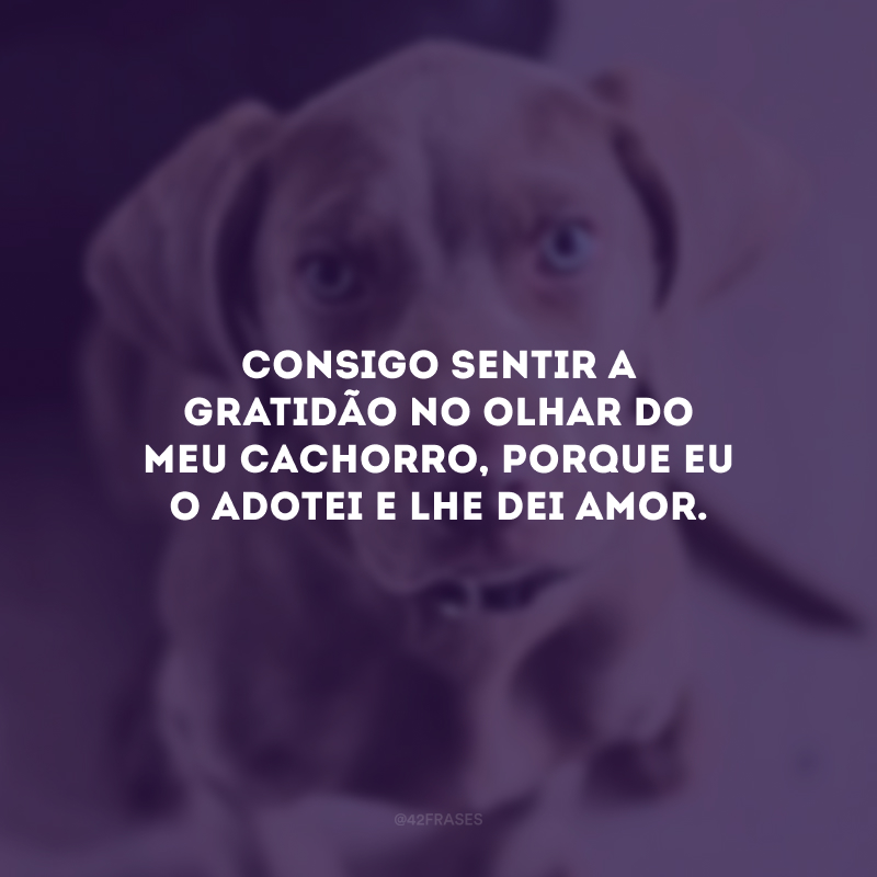 Consigo sentir a gratidão no olhar do meu cachorro, porque eu o adotei e lhe dei amor.