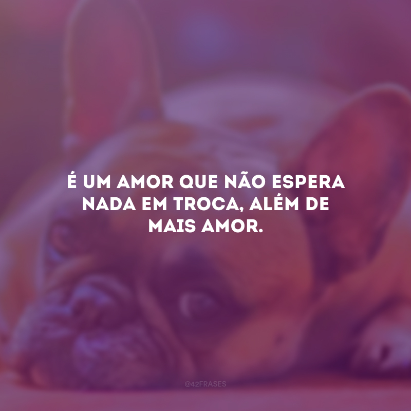 É um amor que não espera nada em troca, além de mais amor.