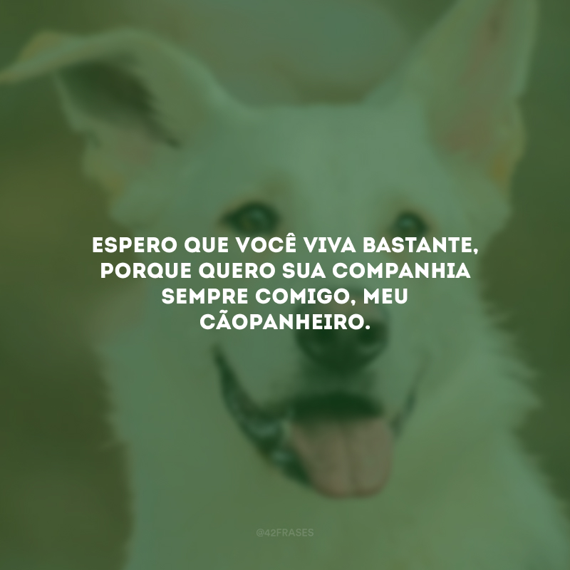 Espero que você viva bastante, porque quero sua companhia sempre comigo, meu cãopanheiro.