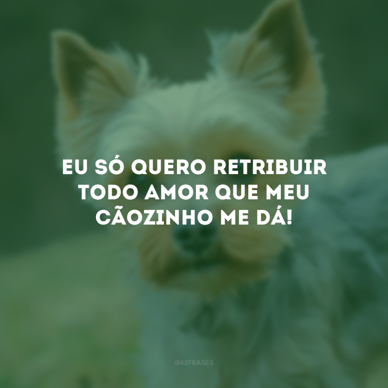 Eu só quero retribuir todo amor que meu cãozinho me dá!