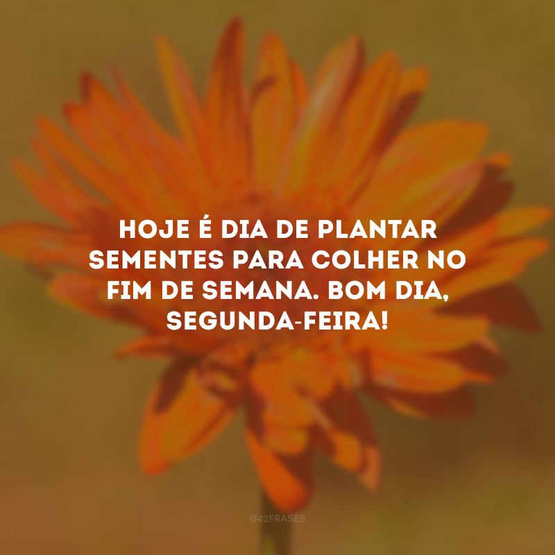 Hoje é dia de plantar sementes para colher no fim de semana. Bom dia, segunda-feira!