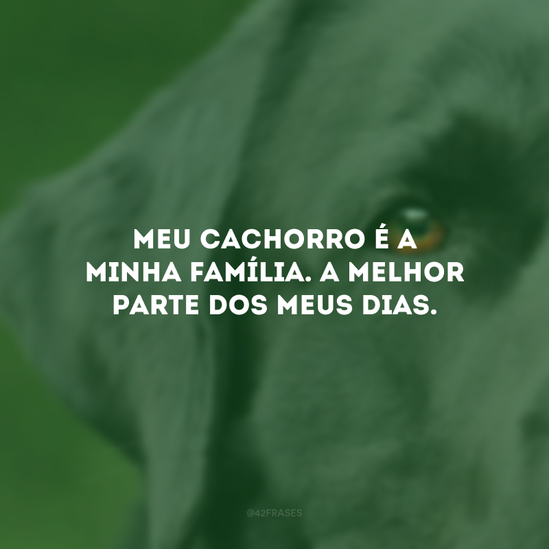 Meu cachorro é a minha família. A melhor parte dos meus dias.