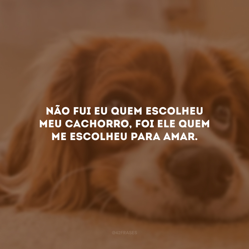 Não fui eu quem escolheu meu cachorro, foi ele quem me escolheu para amar.