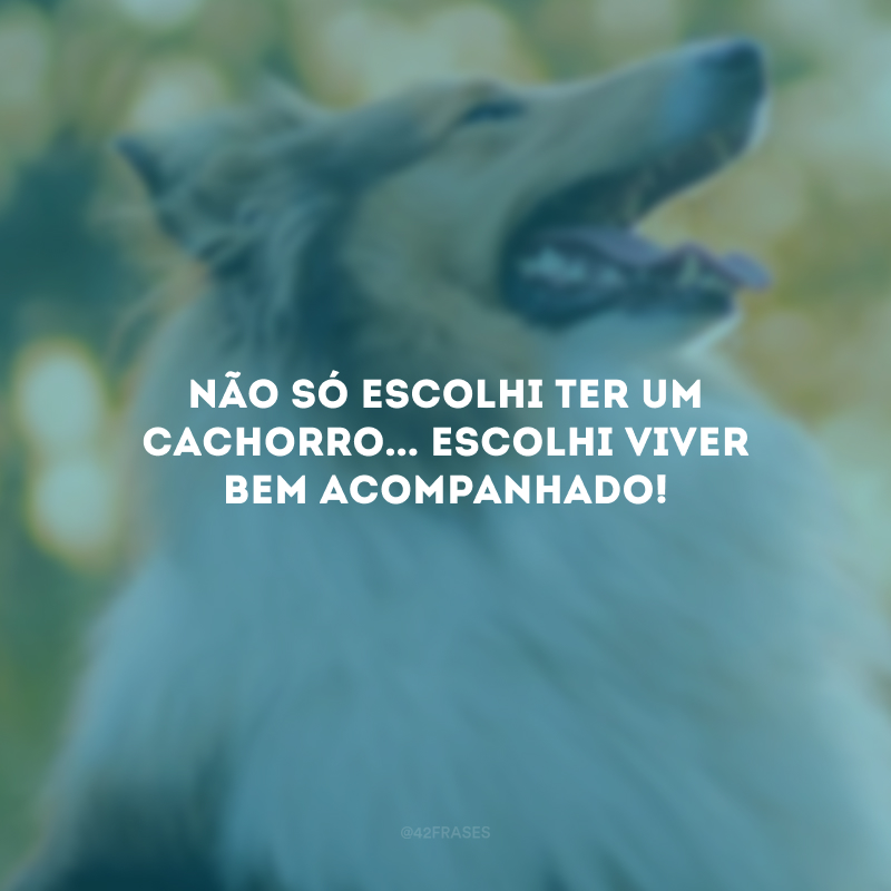 Não só escolhi ter um cachorro... Escolhi viver bem acompanhado!