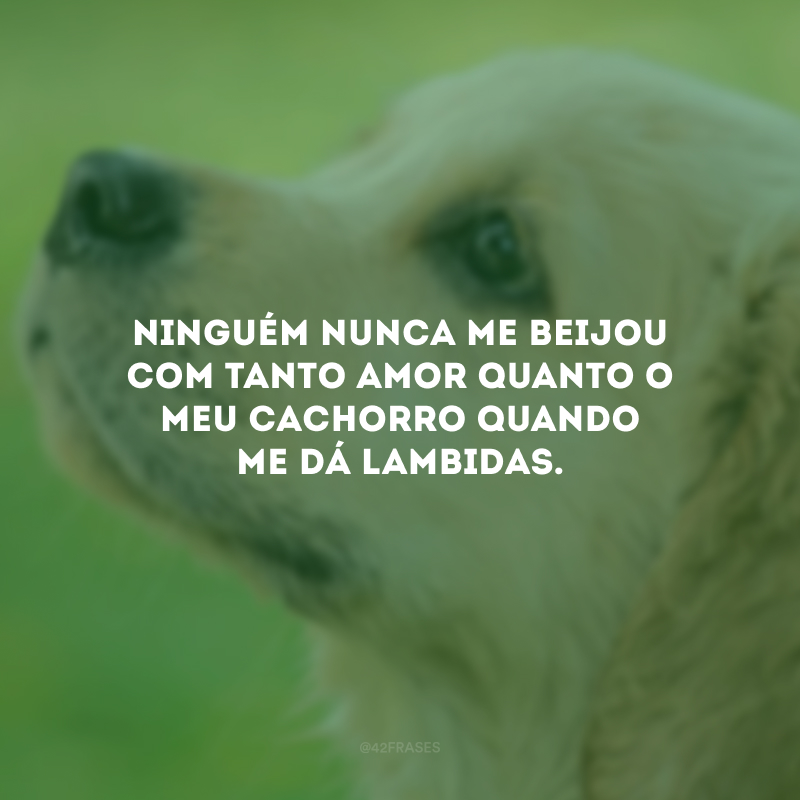 Ninguém nunca me beijou com tanto amor quanto o meu cachorro quando me dá lambidas.