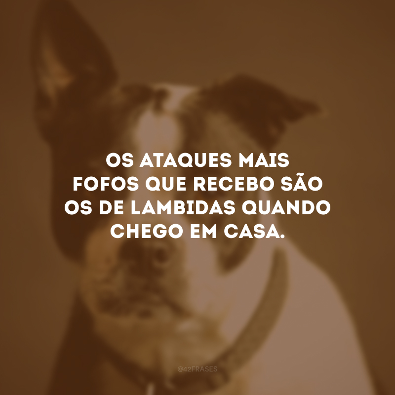 Os ataques mais fofos que recebo são os de lambidas quando chego em casa.