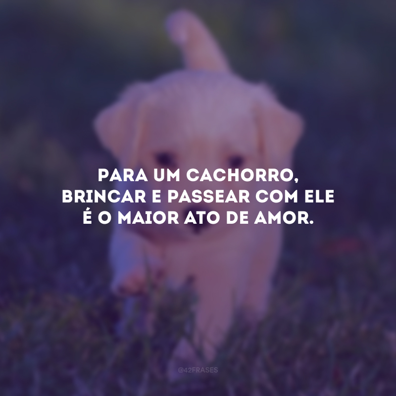 Para um cachorro, brincar e passear com ele é o maior ato de amor.