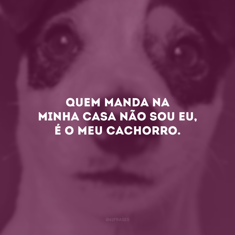 Quem manda na minha casa não sou eu, é o meu cachorro.