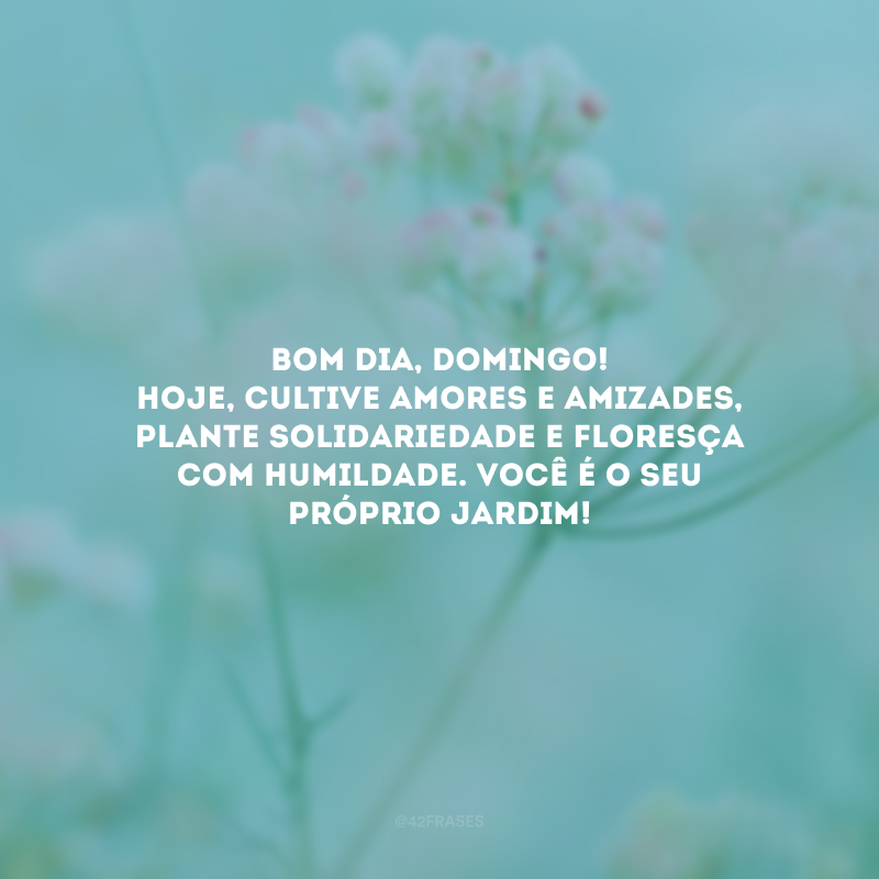 Bom dia, domingo! Hoje, cultive amores e amizades, plante solidariedade e floresça com humildade. Você é o seu próprio jardim!