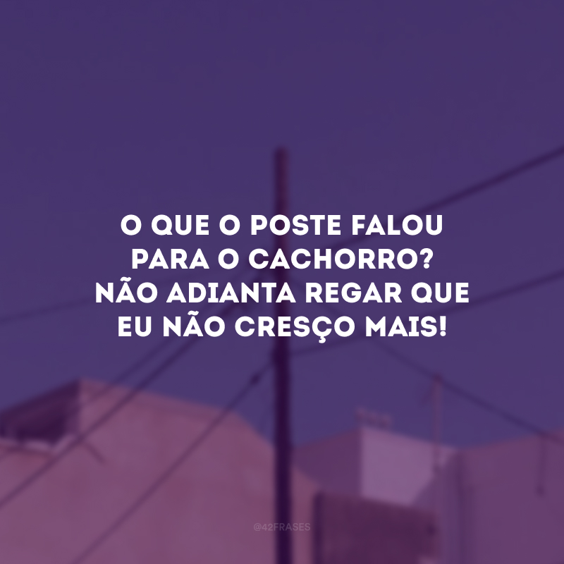 O que o poste falou para o cachorro? Não adianta regar que eu não cresço mais!