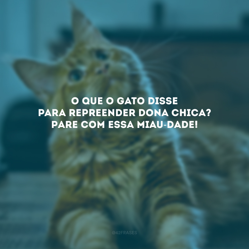 O que o gato disse para repreender Dona Chica? Pare com essa miau-dade! 