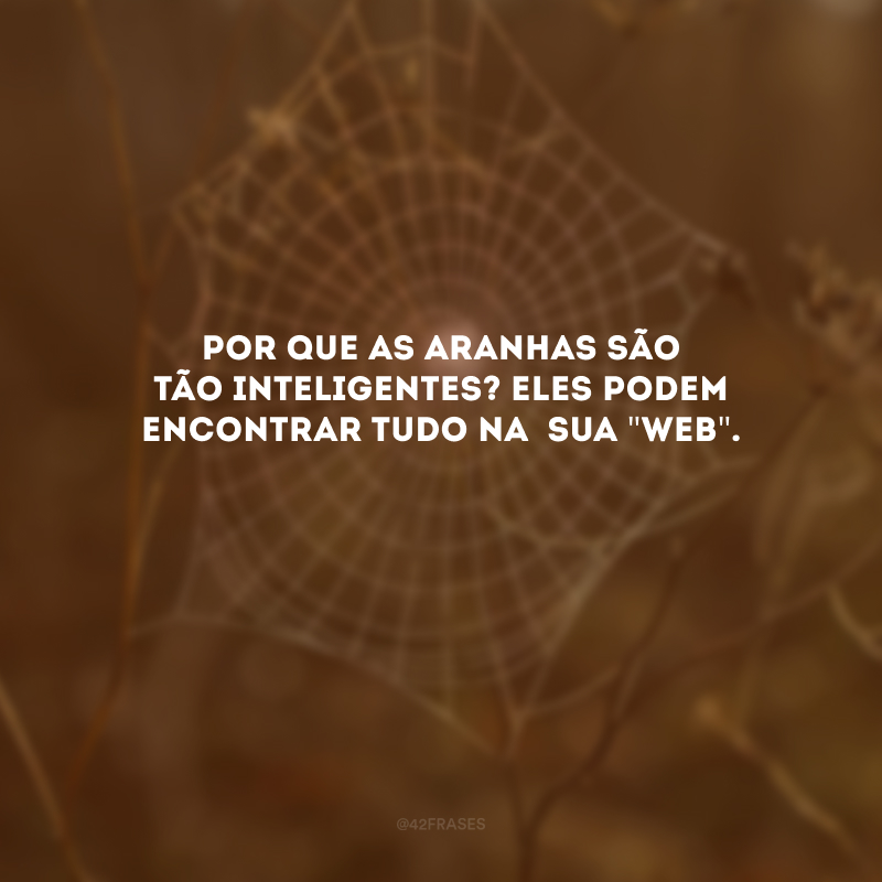 Por que as aranhas são tão inteligentes?Eles podem encontrar tudo na  sua \