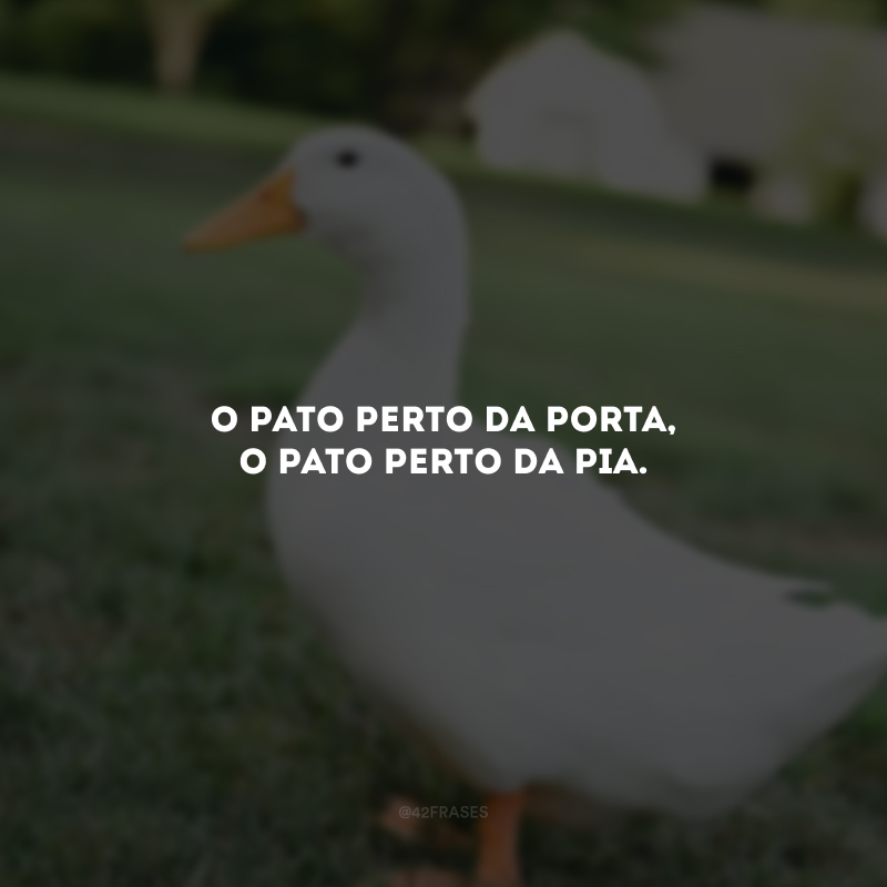 O pato perto da porta, o pato perto da pia.