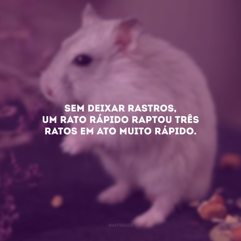 Sem deixar rastros, um rato rápido raptou três ratos em ato muito rápido.